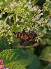Apis dorsata