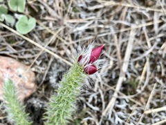 Portulaca eruca
