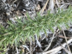 Portulaca eruca