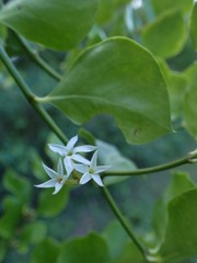 Jasminum simplicifolium