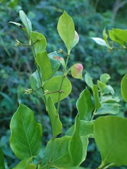 Jasminum simplicifolium