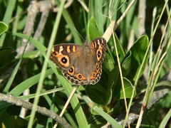 Junonia villida
