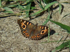 Junonia villida
