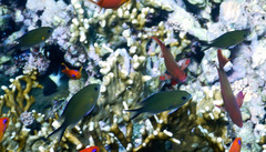 Chromis flavaxilla