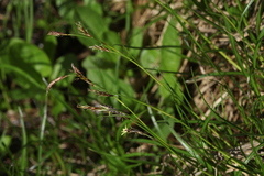 Carex tristis