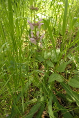 Stachys rigida