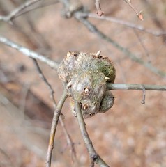 Callirhytis quercuscornigera