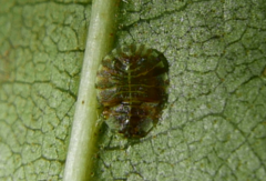 Crypturaphis grassii