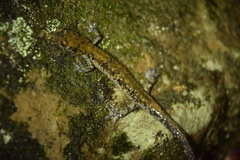 Plethodon petraeus
