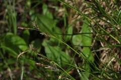 Carex tristis
