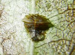 Crypturaphis grassii