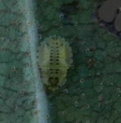 Crypturaphis grassii