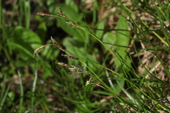 Carex tristis