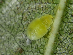 Crypturaphis grassii