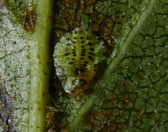 Crypturaphis grassii