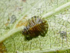 Crypturaphis grassii