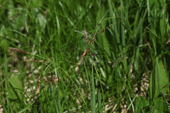 Carex tristis