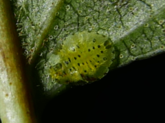 Crypturaphis grassii