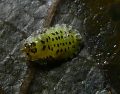 Crypturaphis grassii