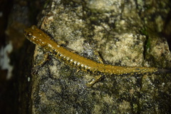 Plethodon petraeus