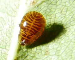 Crypturaphis grassii