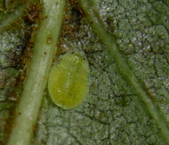 Crypturaphis grassii