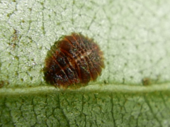 Crypturaphis grassii