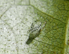 Crypturaphis grassii