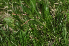 Carex tristis