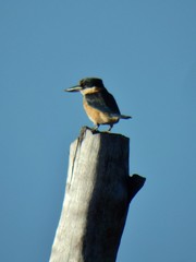 Todiramphus sanctus canacorum