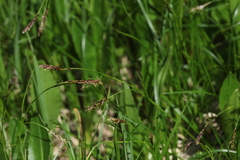 Carex tristis