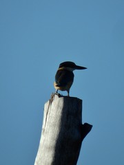 Todiramphus sanctus canacorum