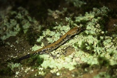 Plethodon petraeus