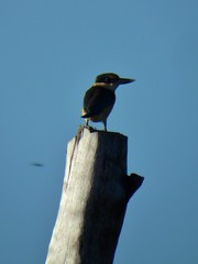 Todiramphus sanctus canacorum