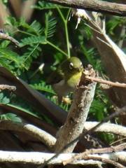 Zosterops xanthochroa