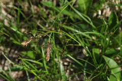 Carex tristis
