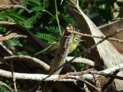 Zosterops xanthochroa