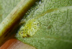 Crypturaphis grassii