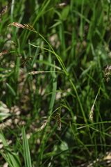 Carex tristis
