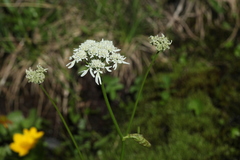 Heracleum apiifolium