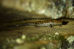 Plethodon petraeus