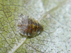 Crypturaphis grassii