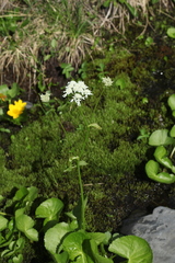 Heracleum apiifolium