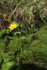 Heracleum apiifolium