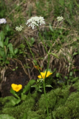 Heracleum apiifolium