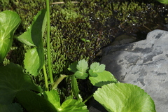 Heracleum apiifolium