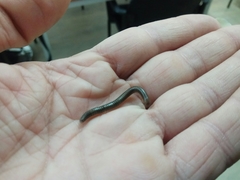 Archispirostreptus syriacus