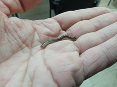 Archispirostreptus syriacus