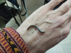 Archispirostreptus syriacus