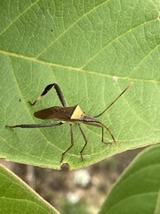 Leptoglossus cinctus